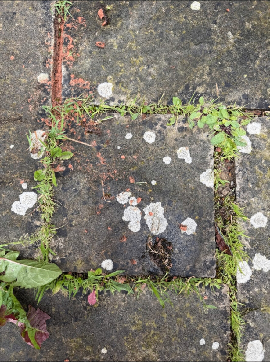 Sandstone patio joints re-grouted — weeds, moss and failed pointing replaced with fresh mortar before cleaning
